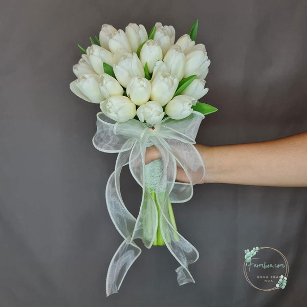 Hoa Tulip - TL89