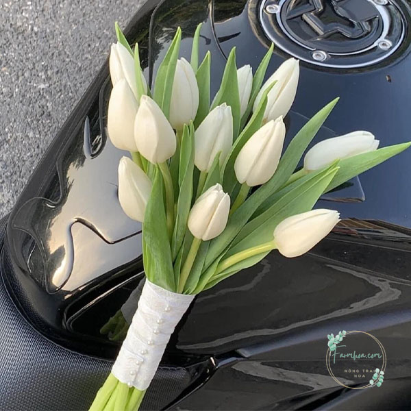 Hoa Tulip - TL79