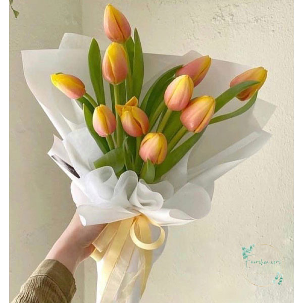 Hoa Tulip - TL68