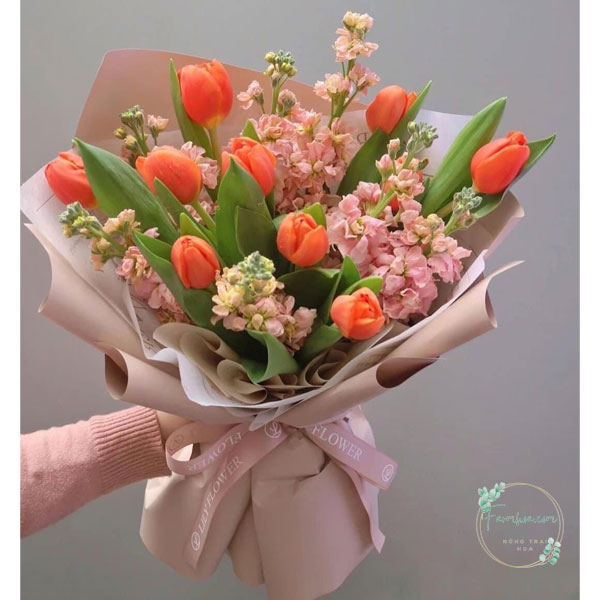 Hoa Tulip - TL80