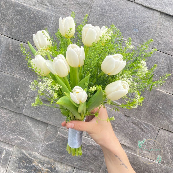 Hoa Tulip - TL35