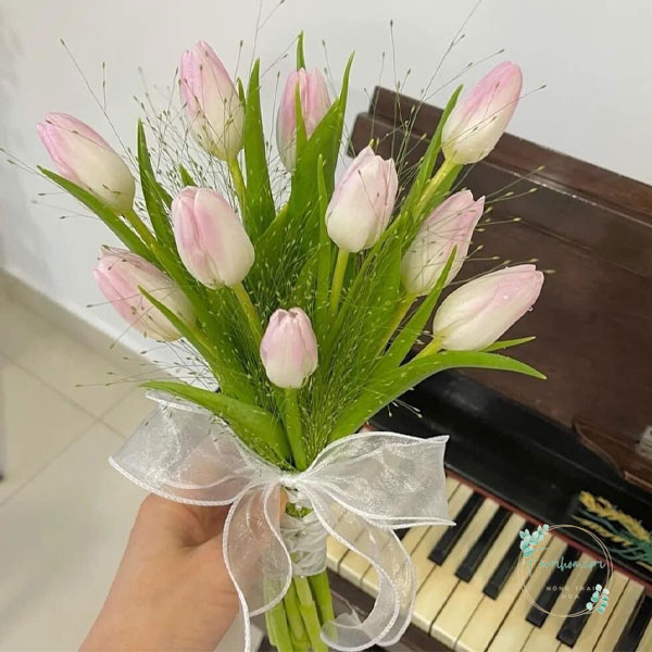 Hoa Tulip - TL78