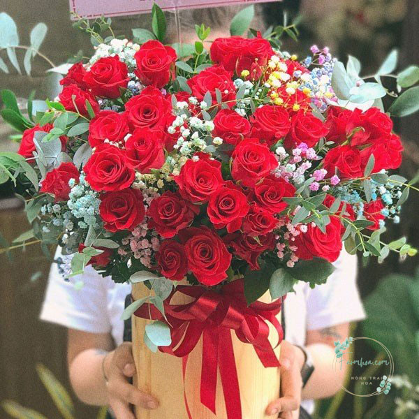 Hoa hồng đỏ - HHD33
