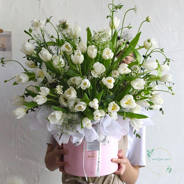 Hoa Tulip - TL92