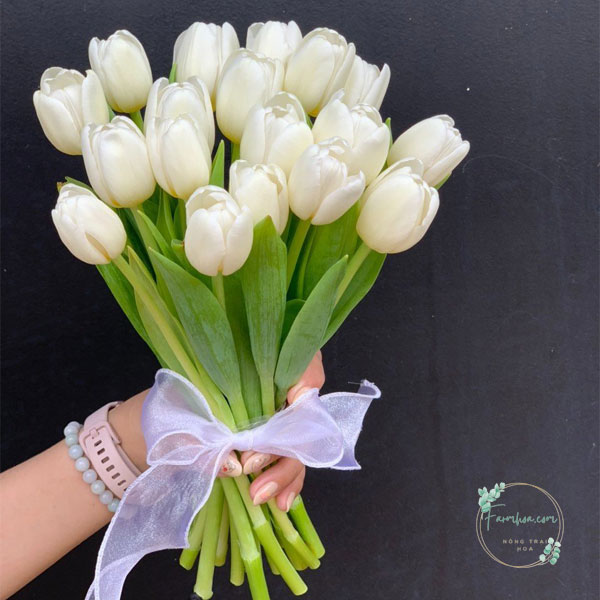 Hoa Tulip - TL24