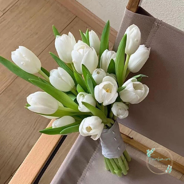 Hoa Tulip - TL77