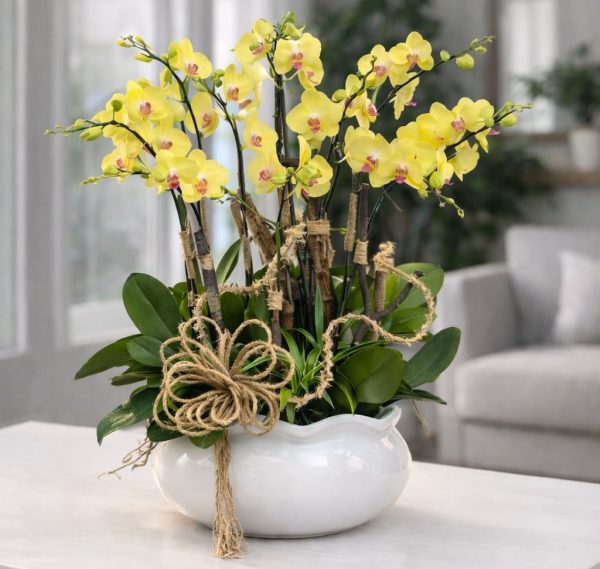 Hoa lan hồ điệp 10 cành – LHD02