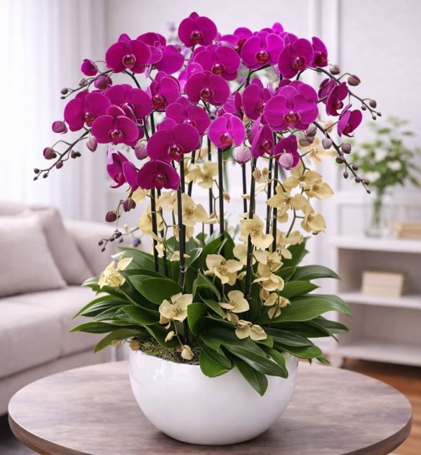 Hoa lan hồ điệp 9 cành – LHD07