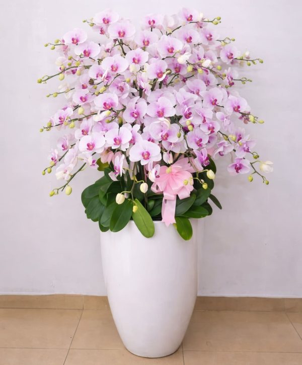 Hoa lan hồ điệp 20 cành – LHD44