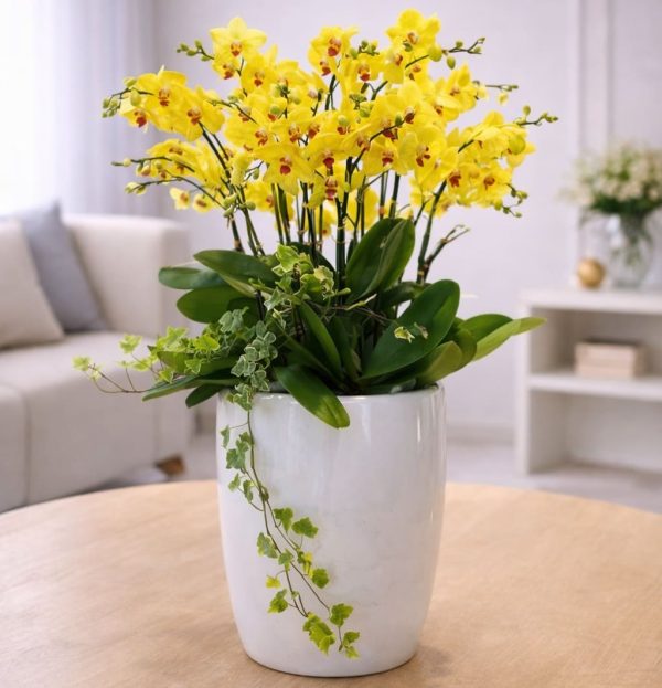 Hoa lan hồ điệp 15 cành – LHD39