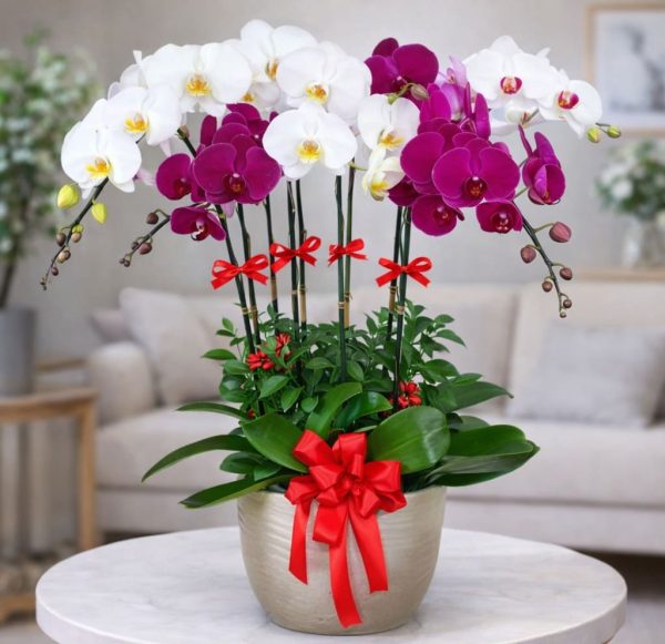 Hoa lan hồ điệp 5 cành – LHD19