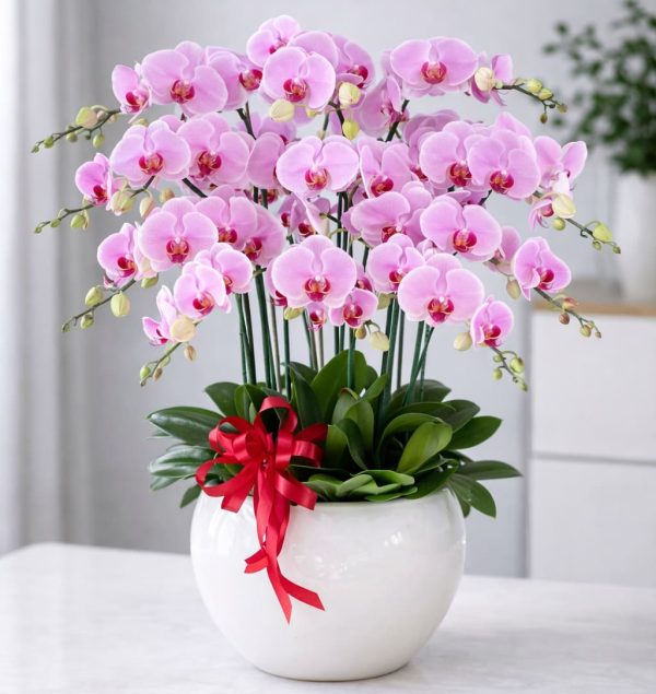 Hoa lan hồ điệp 8 cành – LHD18
