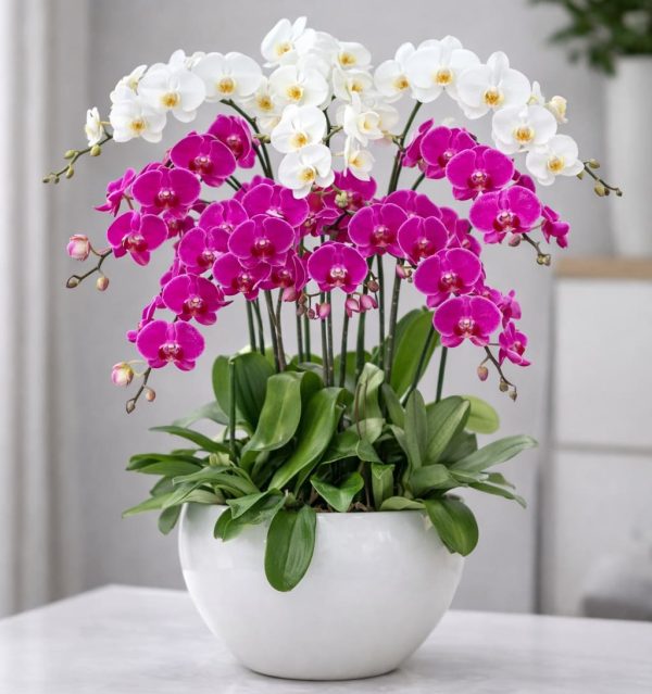 Hoa lan hồ điệp 20 cành – LHD11