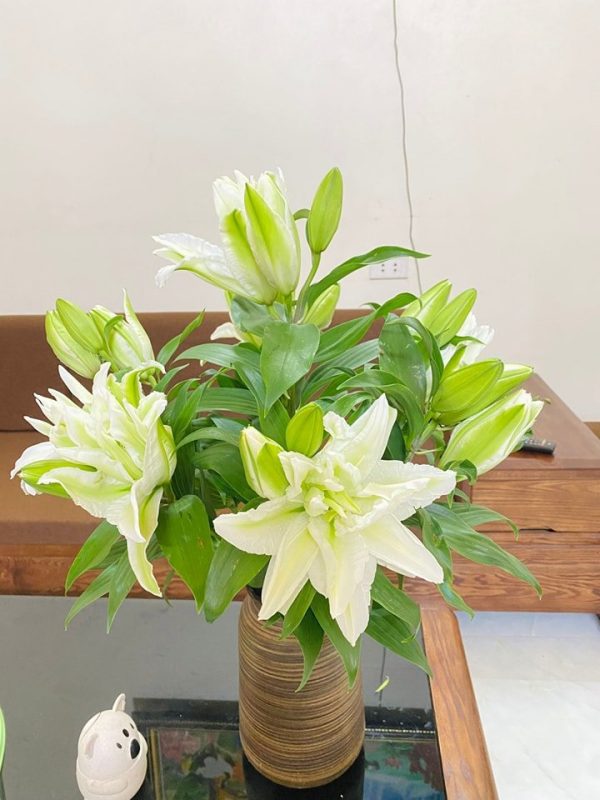 Hoa ly kép - HLK35 (1 bó 5 cành chưa bao gồm bình)