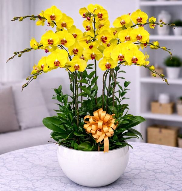 Chậu hồ điệp 12 cành - LHD51