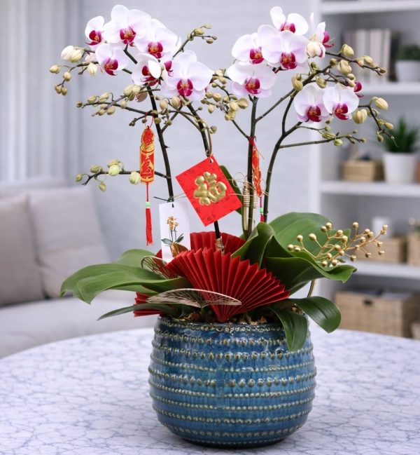 Chậu hồ điệp 4 cành - LHD86