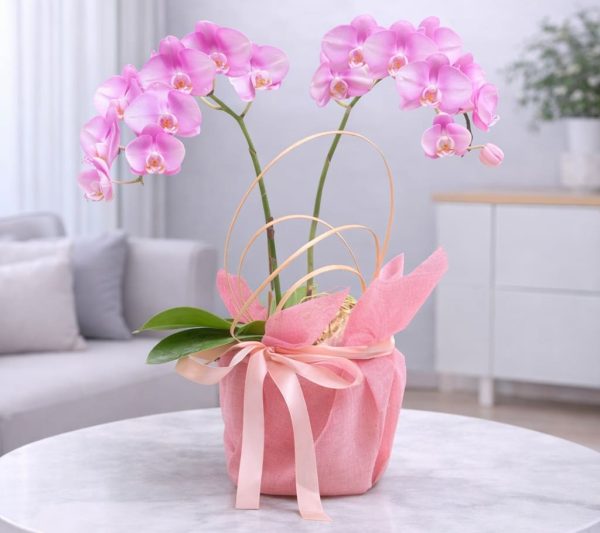Chậu hồ điệp 2 cành - LHD84