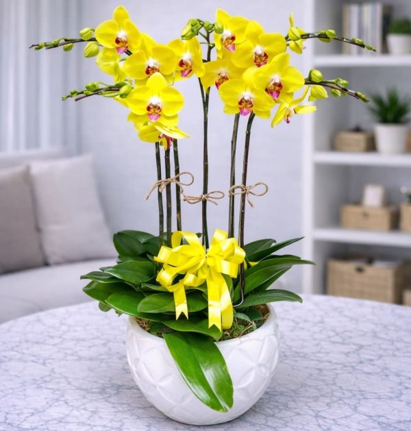 Chậu hồ điệp 5 cành - LHD82