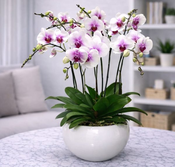 Chậu hồ điệp 7 cành - LHD78