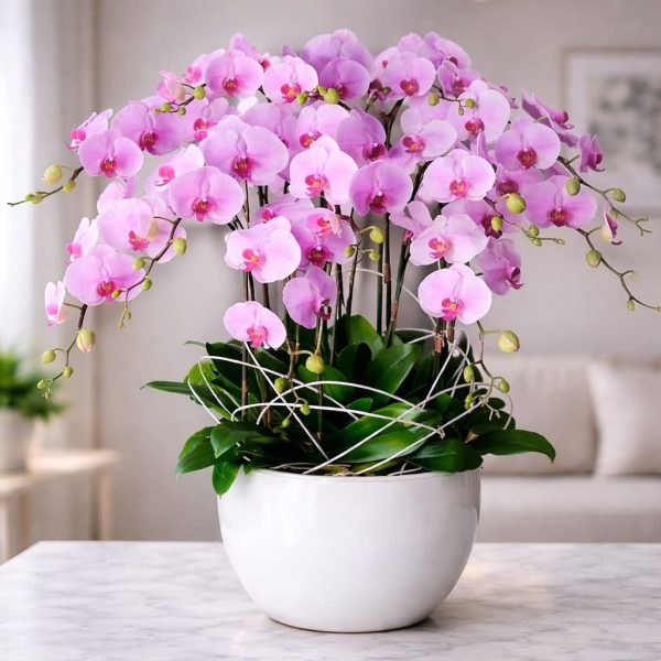 Chậu hồ điệp 13 cành - LHD77