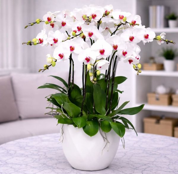 Chậu hồ điệp 10 cành - LHD74