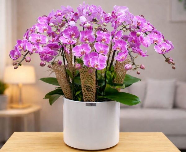 Chậu hồ điệp 10 cành - LHD71