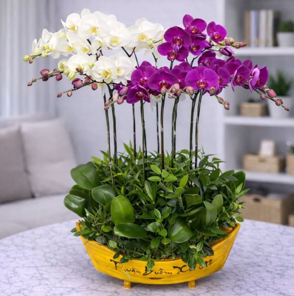 Chậu hồ điệp thuyền 10 cành